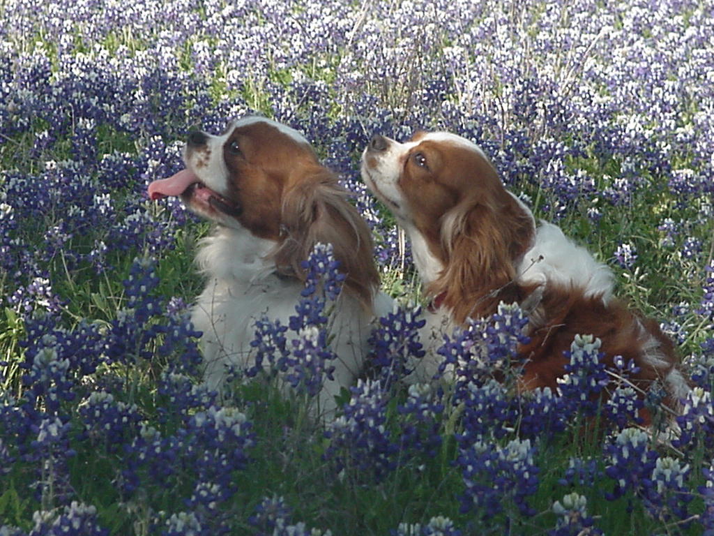 bluebonnets.jpg