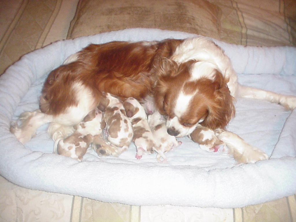 cavalierpuppies.jpg